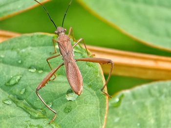 Close-up of insect on leaf