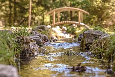 Stream flowing through forest