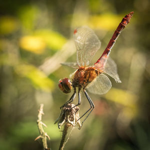 Close-up of insect