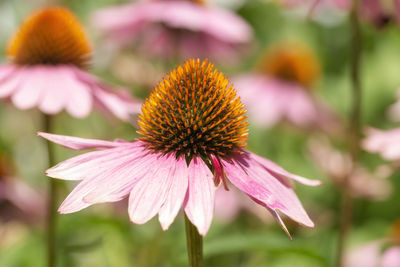 Close-up of pink flower