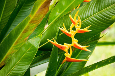 Close-up of red flower growing on plant