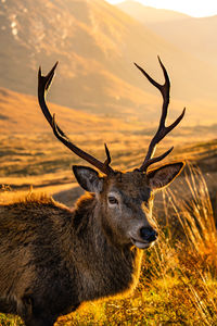 Close-up of deer on field during sunset