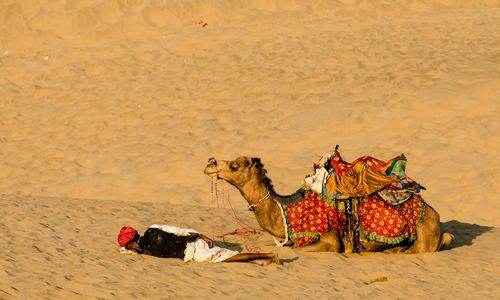 Horse cart on sand at beach