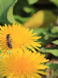 Close-up of bee pollinating on yellow flower