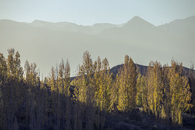 Plants growing on land against sky