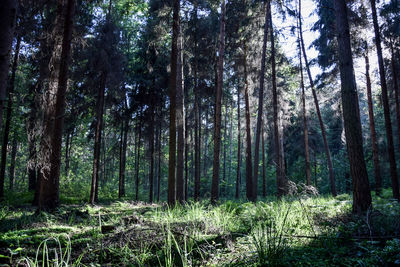 Pine trees in forest