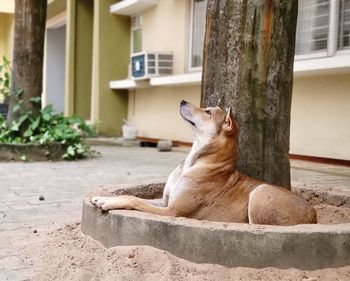 Cat sitting on a building