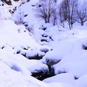 Snow covered bare trees on snow covered landscape