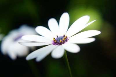 Close-up of white daisy