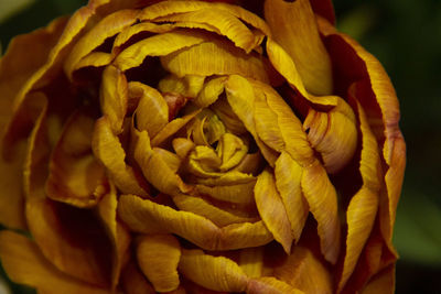 Close-up of rose plant