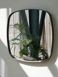 Potted plants seen through window