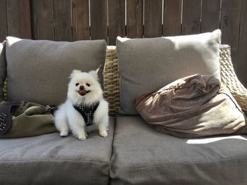 White dog sitting on sofa