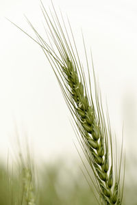 Close-up of wheat growing on field against sky