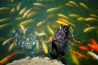 Fish swimming in sea