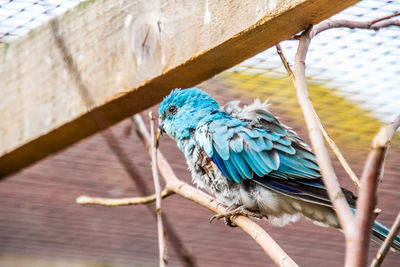 Close-up of parrot perching on branch