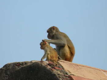 Low angle view of monkey sitting on rock against clear sky