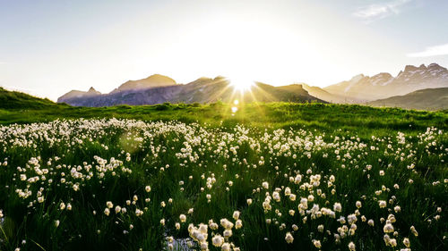 Plants growing on field against bright sun