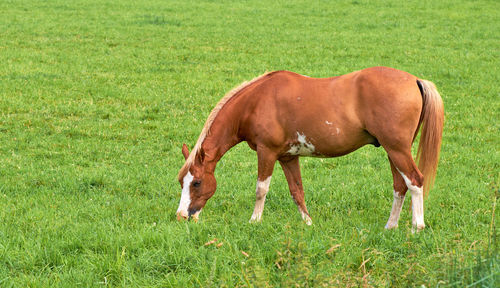 Horse grazing on field