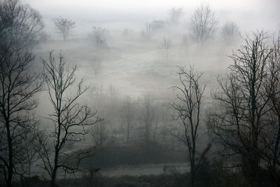 Bare trees in forest during foggy weather