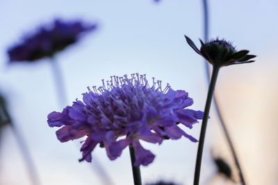 Close-up of purple flowers blooming outdoors