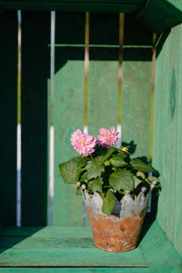 Potted flowers blooming by wall during sunny day