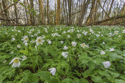 Close-up of white flowering plant in forest