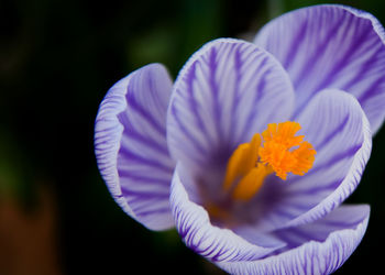 Close-up of flower blooming outdoors