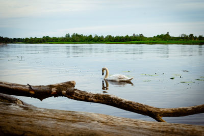 A white swan swims along the river gauja in the summer evening