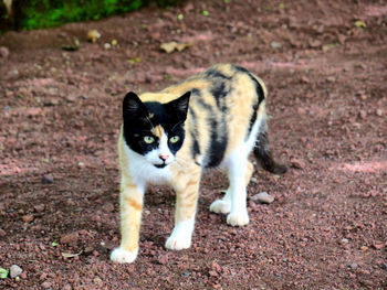 Portrait of cat standing on field