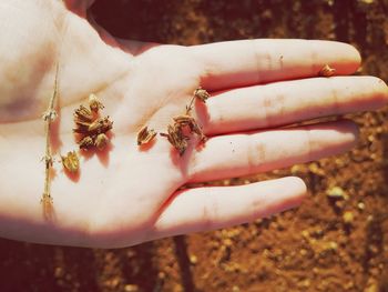 Close-up of insect on hand