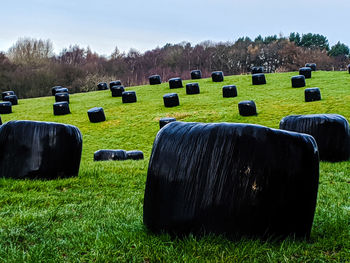 Hale bales in the countryside