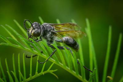 The black insect died on the top of the tree.