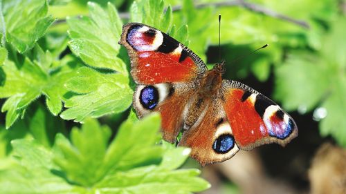 Close-up of butterfly on leaf