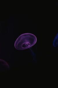 Tranquil transparent blue jellyfish under sea turquoise water on blurred background
