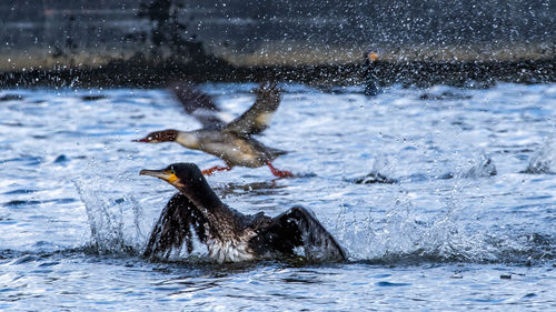 Duck swimming in lake
