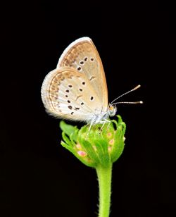 Close-up of butterfly on leaf against black background