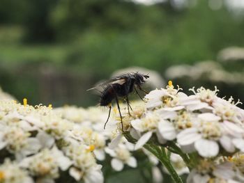 Close-up of bee pollinating on flower