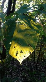Close-up of yellow butterfly hanging on tree
