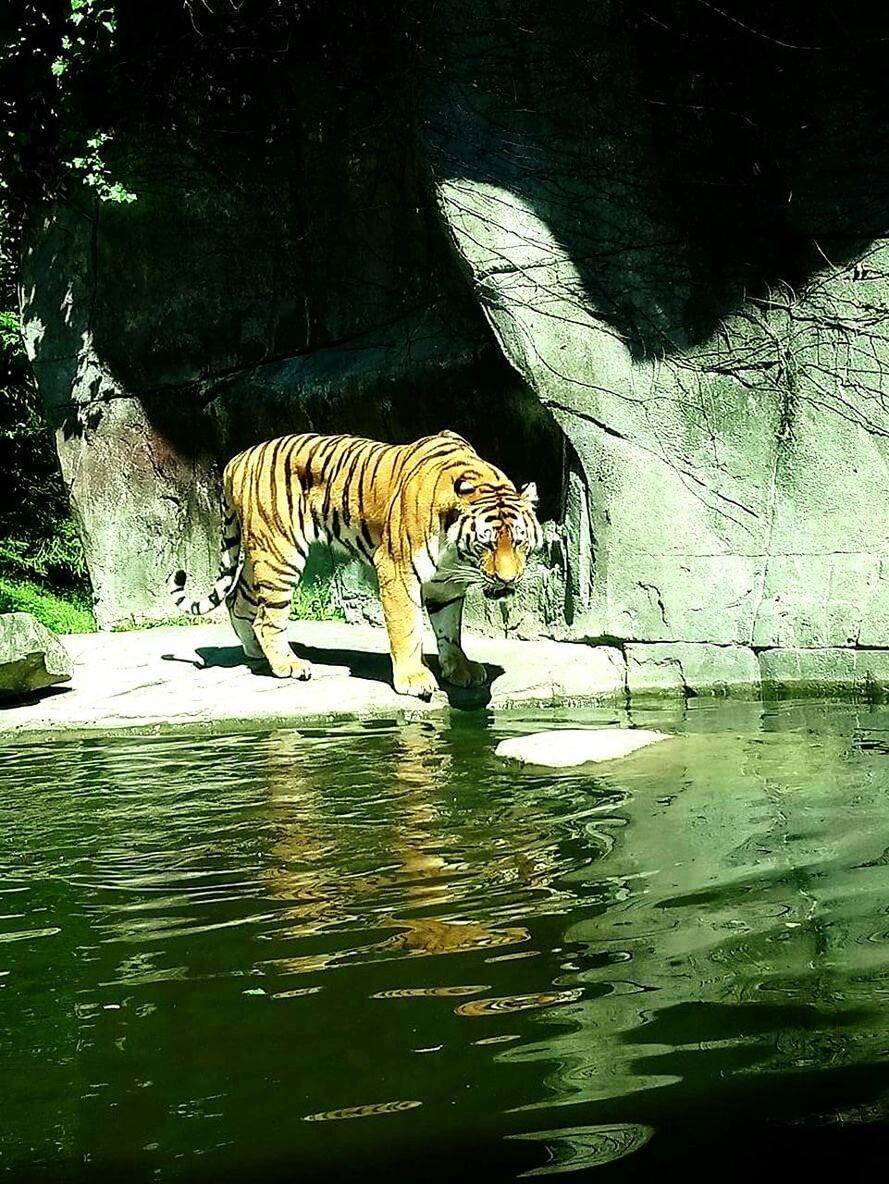 GRAFFITI ON ROCK IN ZOO