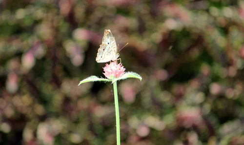 Close-up of butterfly on pink flower