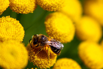 Close-up of bee pollinating on yellow flower