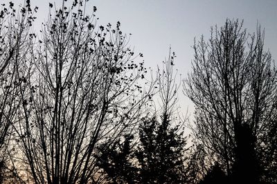 Low angle view of silhouette trees against clear sky