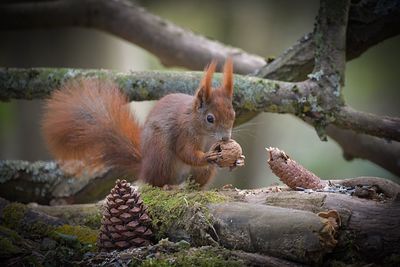 Close-up of squirrel on tree