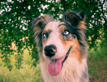 Close-up portrait of a dog