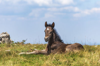 View of a horse on field