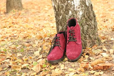 Close-up of shoes on tree trunk