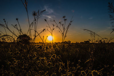 Silhouette plants on field against sky during sunset