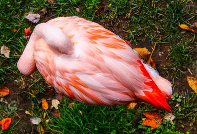 High angle view of bird on field