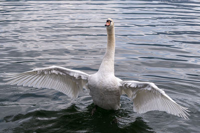 Swan swimming in lake