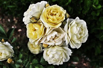 Close-up of white roses blooming outdoors